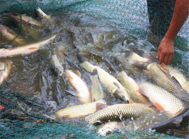 鯽魚(yú)孢子蟲(chóng)一般發(fā)生在四兩規(guī)格前