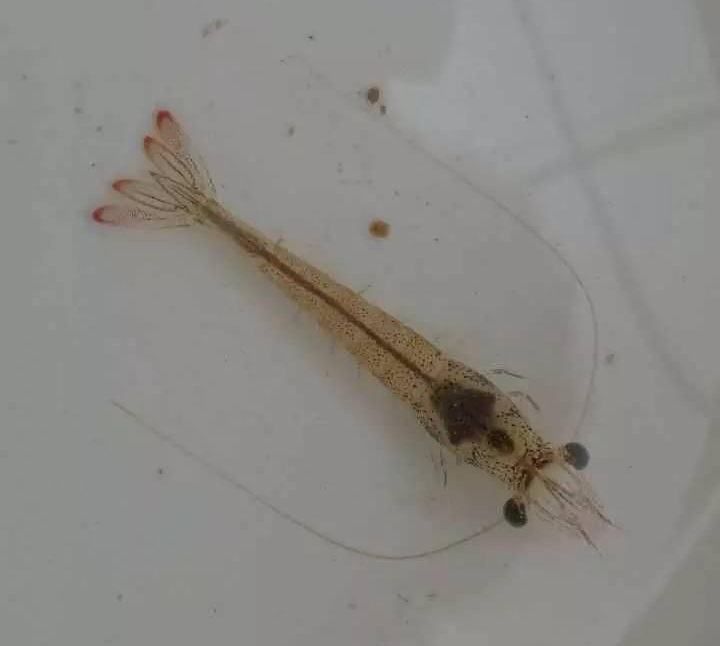 高溫多雨天氣，白蝦養(yǎng)殖需要注意哪些問題