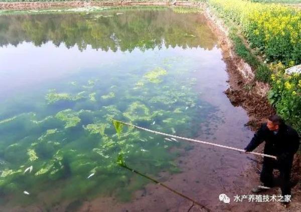 魚塘低溫導(dǎo)致藍(lán)藻爆發(fā)