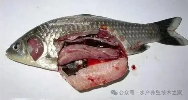 魚類會(huì)有肝病的種類